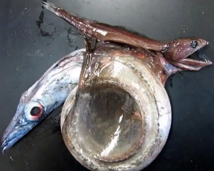 Чёрный Живоглот: Охота глубоководных рыб это жесть