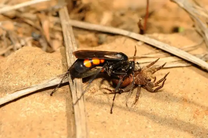 Одиночные осы: Поведение сложнее человеческого