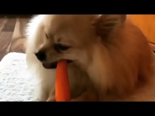 Собакен грызет морковь