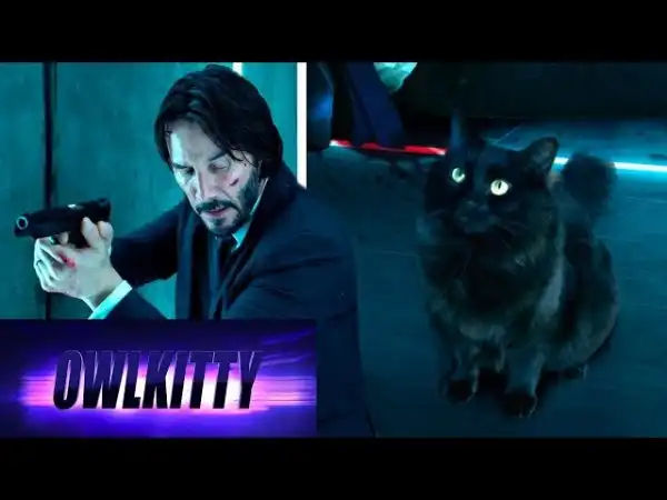 Кот-ассасин