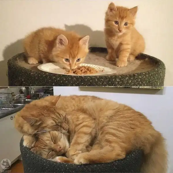 картинки