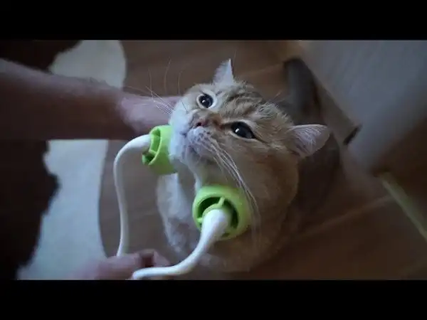 Милые котики