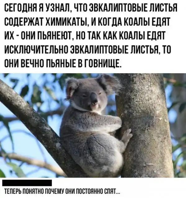Чуток картинок