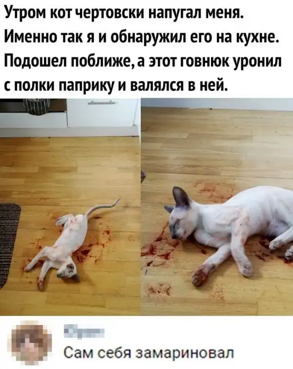 Скрины из социальных сетей