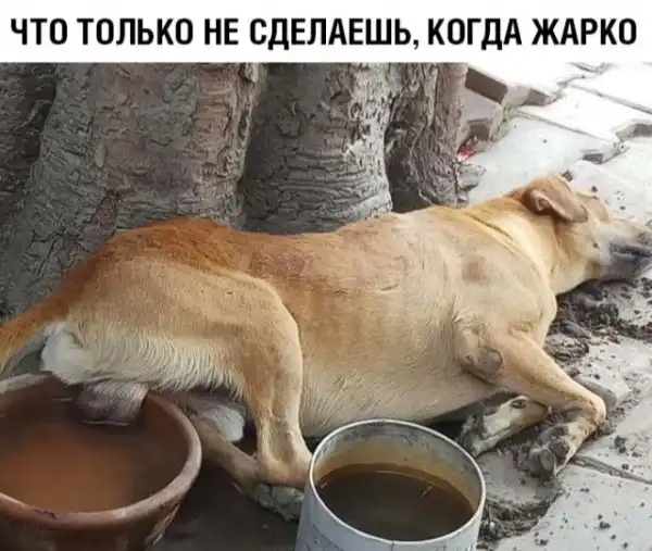 Прикольные картинки абавсём:D