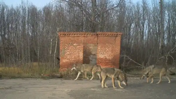 Возрождение природы в Чернобыле Возрождение природы в Чернобыле