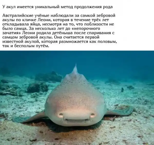 Необычные брачные ритуалы в мире животных