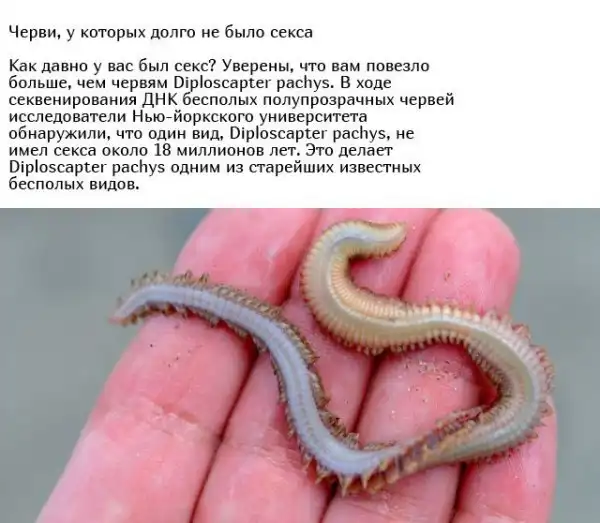 Необычные брачные ритуалы в мире животных