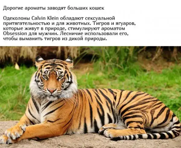 Необычные брачные ритуалы в мире животных