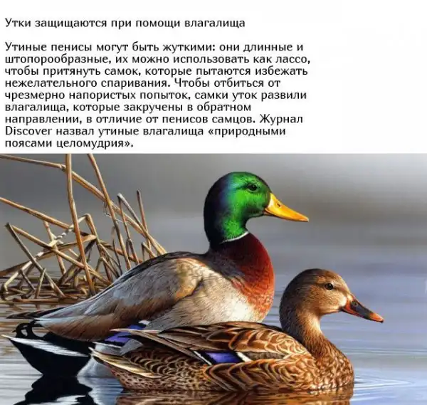 Необычные брачные ритуалы в мире животных