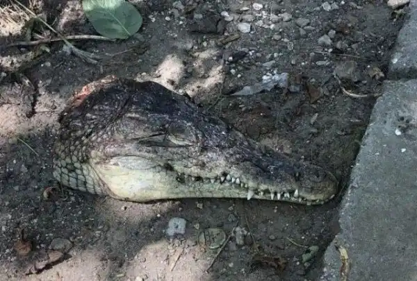 В Симферополе нашли 2 отрезанные головы крокодилов