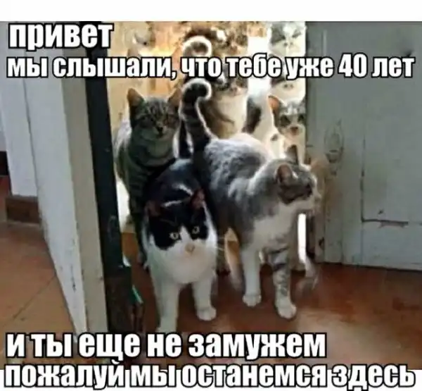 Картинки с котами и про котов