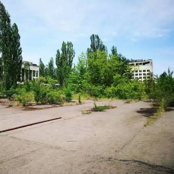 Как природа забирает Чернобыль
