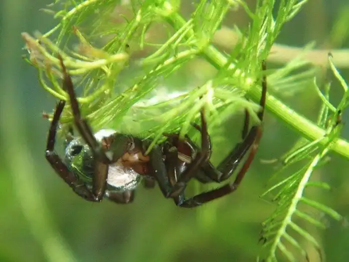 25 самых удивительных пауков планеты