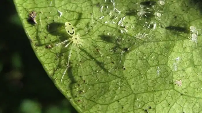25 самых удивительных пауков планеты