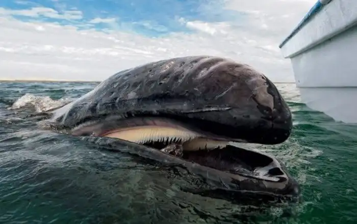 Что если кит случайно проглотит вас