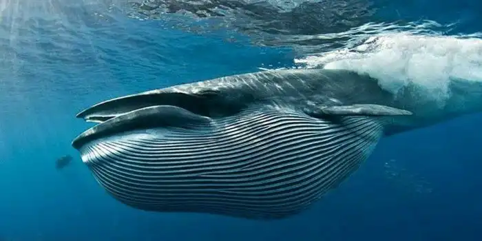 Что если кит случайно проглотит вас