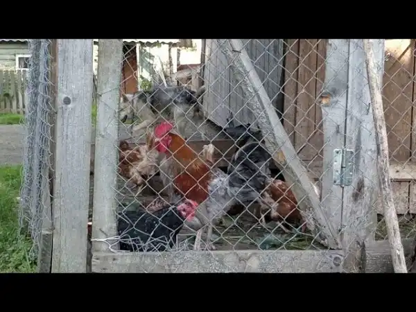 Когда ты крут, но не до конца