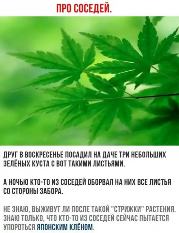 Немного картинок