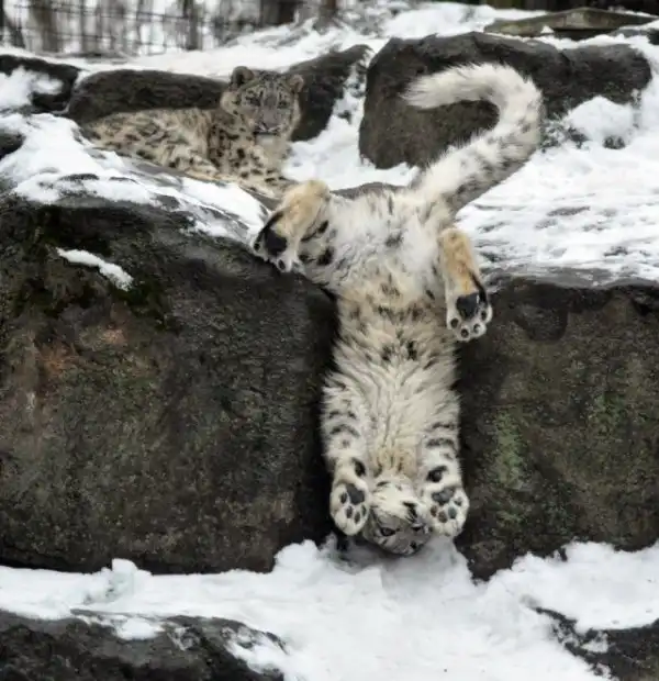 Дикие кошки