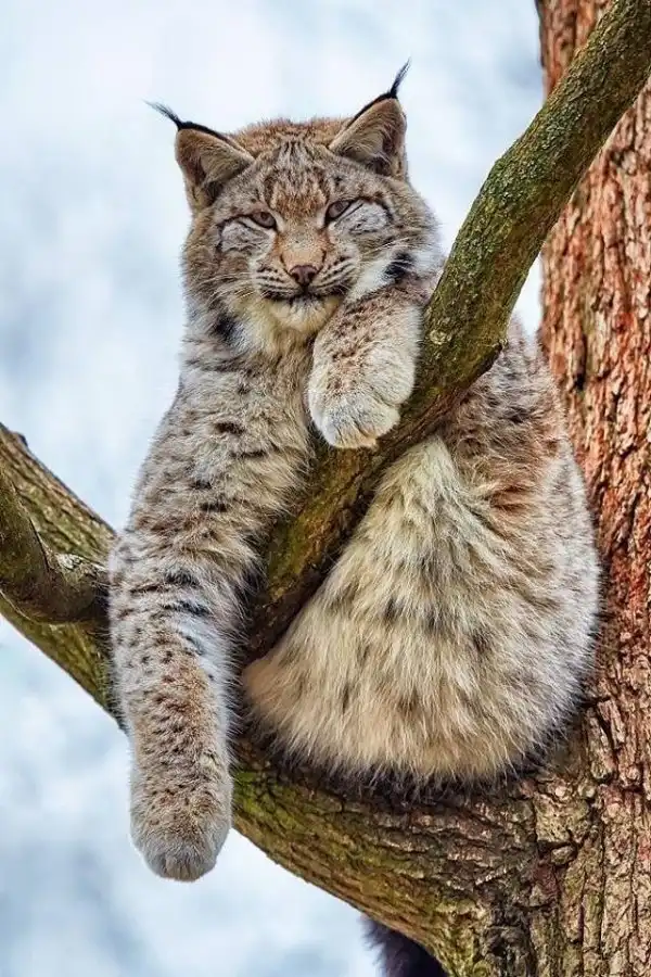 Дикие кошки