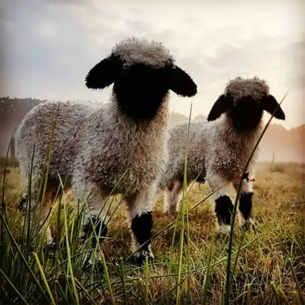 Черноносые овцы - предвестники апокалипсиса или милашки?