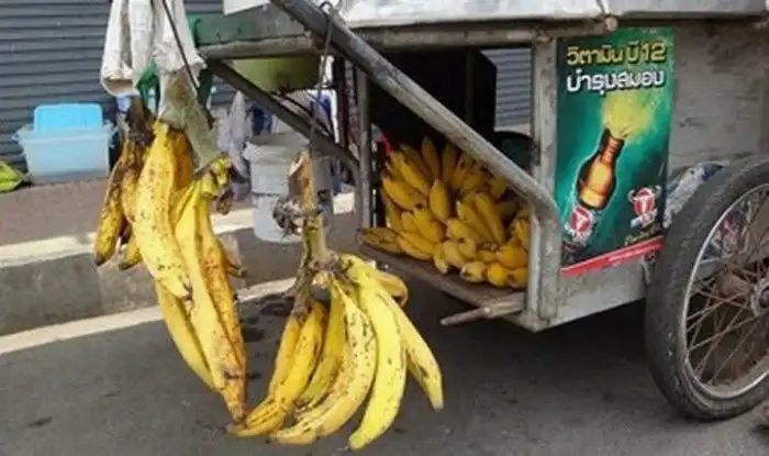 Бананы бывают разными — синими, жёлтыми, красными