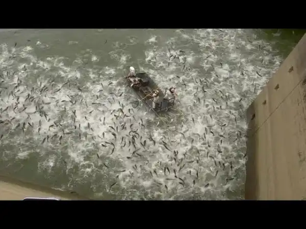 В США попробовали глушить рыбу электрошоком — такой эксперимент провели в штате Кентукки