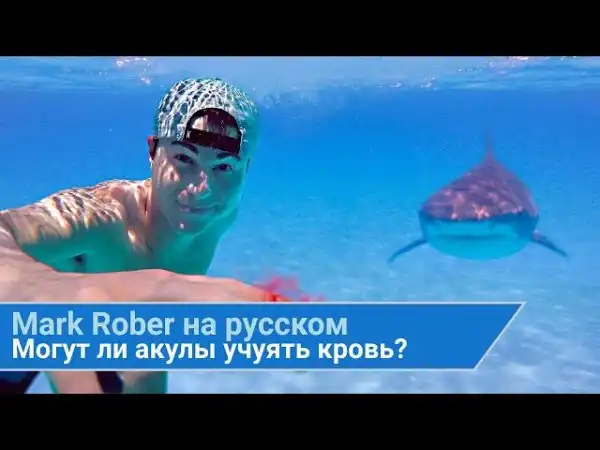 Могут ли акулы учуять кровь?