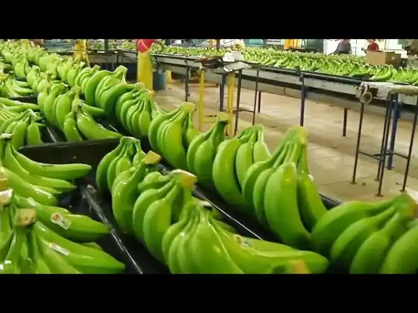 Как выращивают бананы на плантациях...