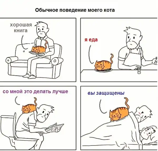 Картинки с котами и про котов