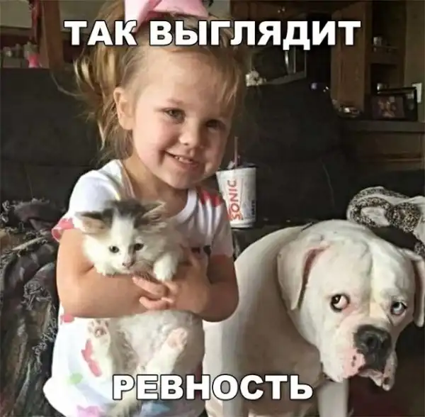 Картинки с котами и про котов
