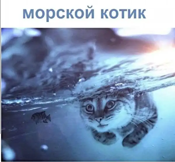 Картинки с котами и про котов
