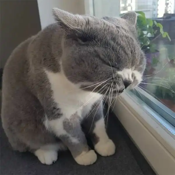 Кошки в момент чихания - это то еще зрелище