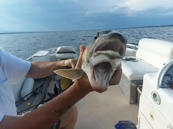 Семейная пара из США поймала в озере Шамплейн рыбу-мутанта