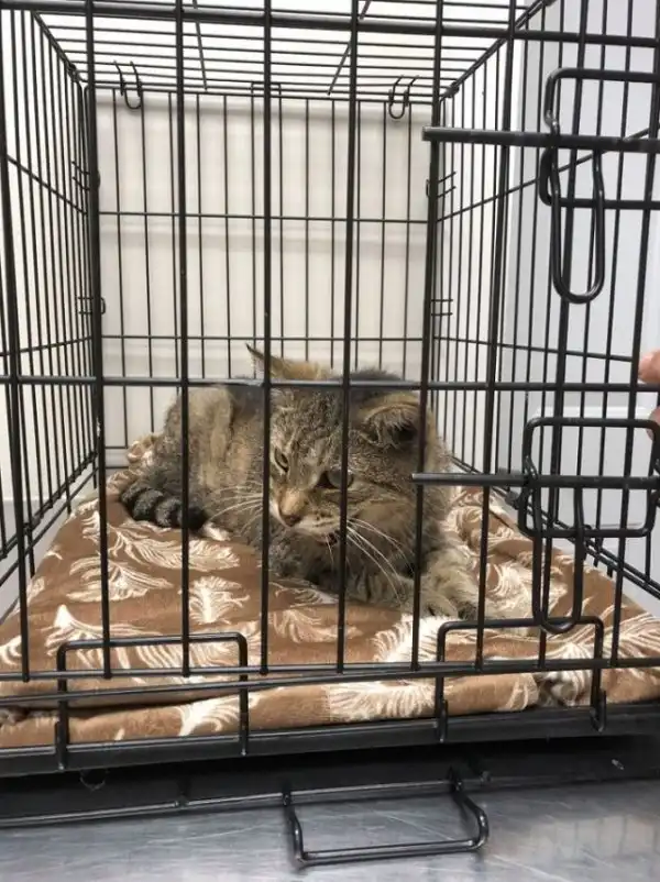 Кот-скиталец вернулся домой после 11 лет странствий