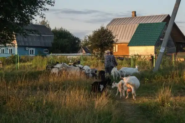 Август в деревне