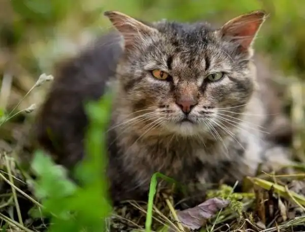 Уличные коты, суровые бойцы, дерзкие и брутальные