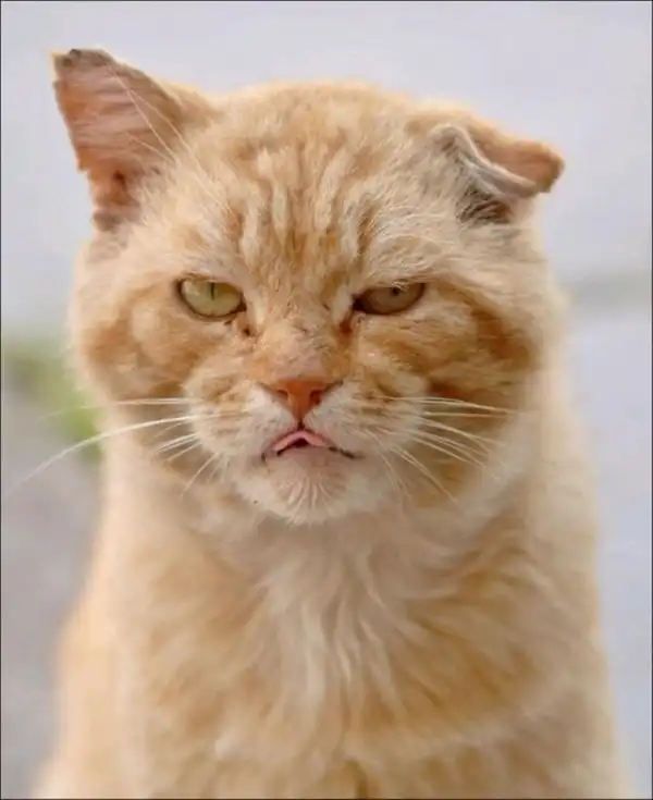Уличные коты, суровые бойцы, дерзкие и брутальные