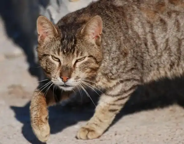 Уличные коты, суровые бойцы, дерзкие и брутальные