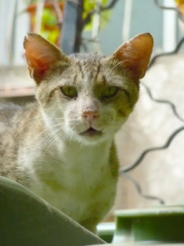 Уличные коты, суровые бойцы, дерзкие и брутальные