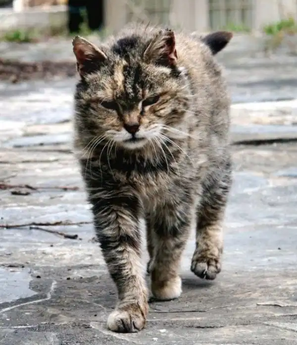 Уличные коты, суровые бойцы, дерзкие и брутальные
