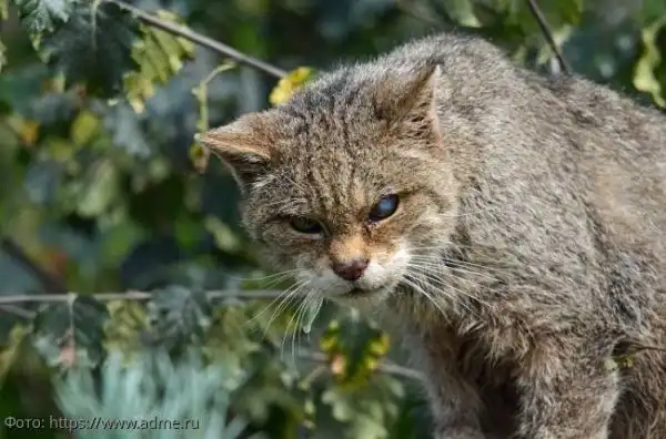 Уличные коты, суровые бойцы, дерзкие и брутальные