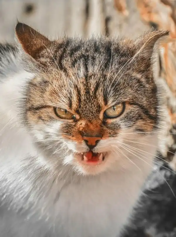 Уличные коты, суровые бойцы, дерзкие и брутальные