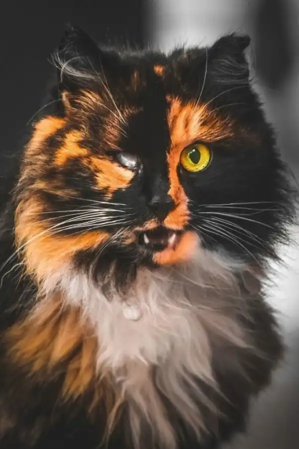 Уличные коты, суровые бойцы, дерзкие и брутальные