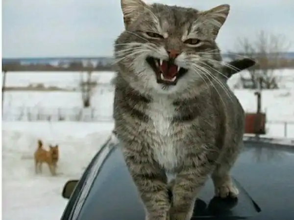 Уличные коты, суровые бойцы, дерзкие и брутальные
