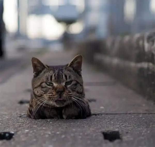 Уличные коты, суровые бойцы, дерзкие и брутальные