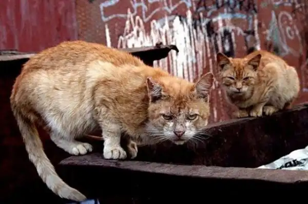 Уличные коты, суровые бойцы, дерзкие и брутальные