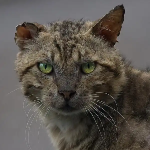 Уличные коты, суровые бойцы, дерзкие и брутальные