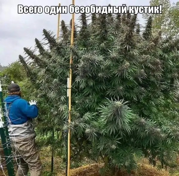 Прикольные картинки абавсём:D